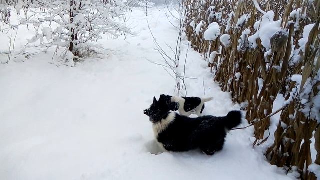 Две РЕЛ и гладкошерстный фокстерьер вынюхивают в снегу ласку смотреть онлайн