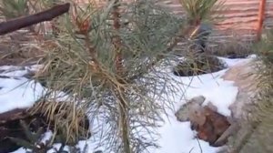 Формирование кроны сосны. КАК СФОРМИРОВАТЬ ШАР. Стрижка сосны