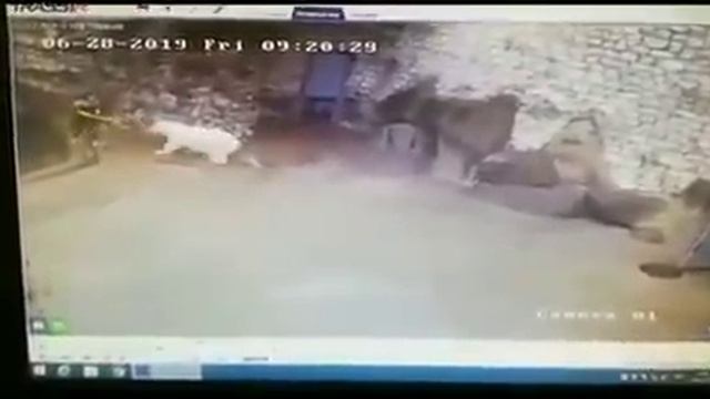 Сотрудница Московского зоопарка отбилась от медведя веником и совком смотреть онлайн