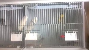 Канарейка Глостер "Гришка поет"