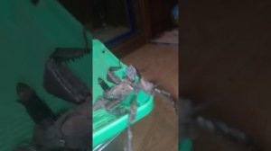 Австралийские палочники, палочник маклея, уход