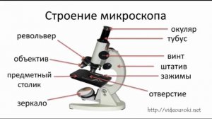 Строение микроскопа и лупы а также их создатели