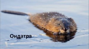 Животный мир Байкала