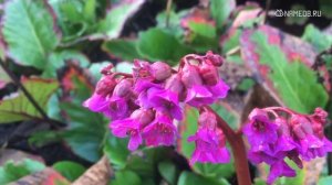 Дева-ребенок и его воспитание