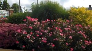 Willoway Trial Grd Sedum Mr Goodbud.MP4