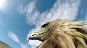 Охота на лисиц глазами орла