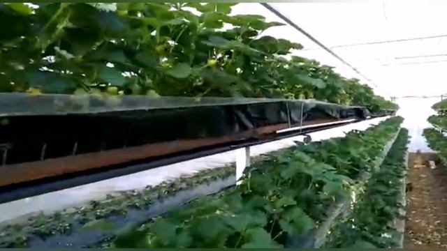 "НОВИНКА"! Клубника САНДРА на МАЛООБЪЕМКЕ! смотреть онлайн