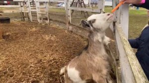 Зооферма Шихово / Дмитровский район, Московская область / агротуризм