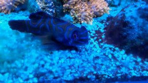 Мандаринка глянцевая (Synchiropus splendidus)