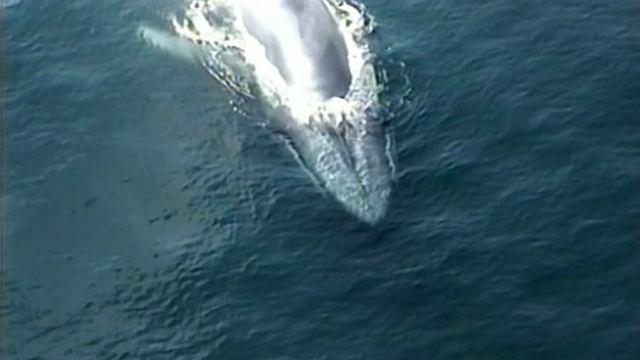 BBC.Journey.Of.Life. 5 blue whale