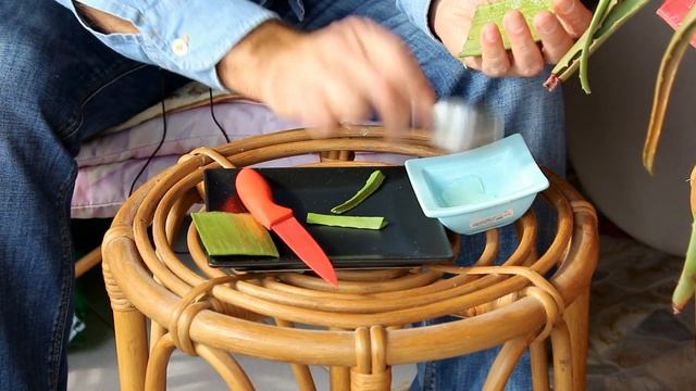 АЛОЭ(лат. Aloe) смотреть онлайн