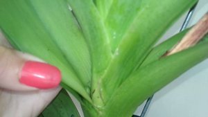 Новая реанимашка! Ванда без корней с цветоносиком!