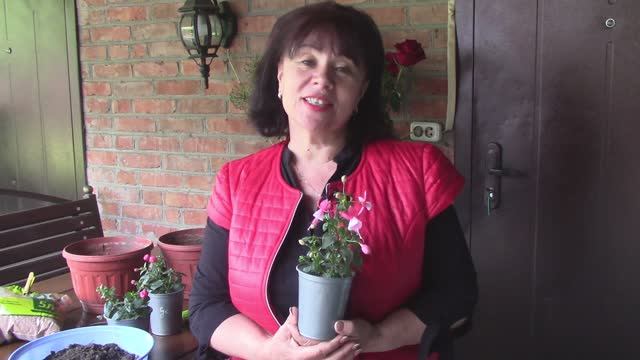 Фуксия.mp4 смотреть онлайн