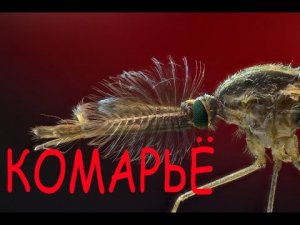 Комарьё | Мистическая история.