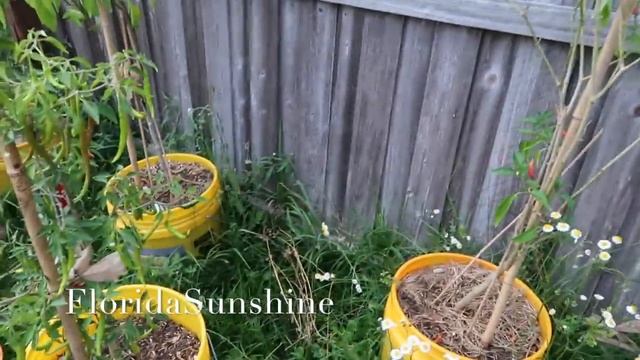 ??? Выращивание перцев в ведрах - Мой огород - Сорта перца - Острые перцы - FloridaSunshine