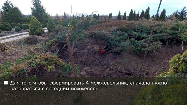 Можжевельник Чешуйчатый. Топиарные формы. смотреть онлайн