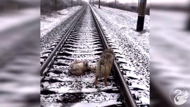 Собачья преданность