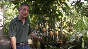 The Exotic Beehive Ginger Plant