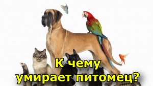 К чему умирает собака, кошка, мелкий питомец. Что сулит кончина нескольких питомцев?