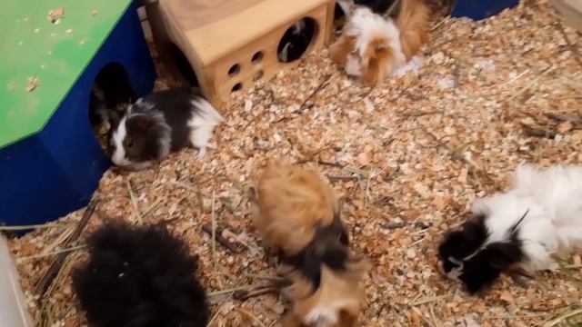 Funny Animals at the ZOO / Смешные животные в зоопарке смотреть онлайн