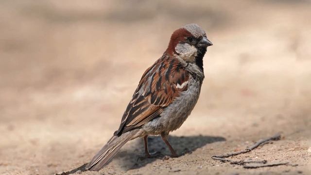 Домовой, или городской воробей Passer domesticus смотреть онлайн