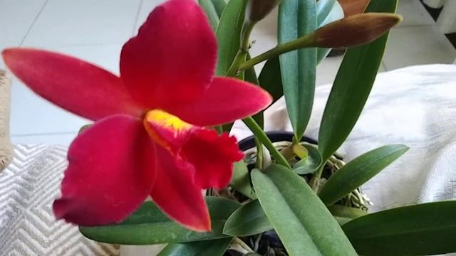 VOCÊS CONHECEM A ORQUIDEA MINI CATTLEYA PRIMEIRO AMOR 07092022