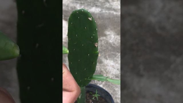 How to pair Christmas cactus flowers with brush cactus