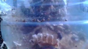 На пчёл и на огонь смотреть можно бесконечно.