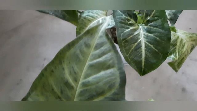 Grow Syngonium in water|Air purifying Arrow head plant