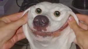 Приколы! Веселые животные!?