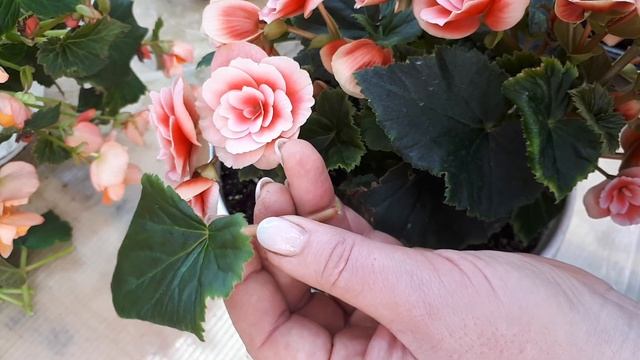 Бегонии ЭЛАТИОР. Укорененять можно и листом! смотреть онлайн