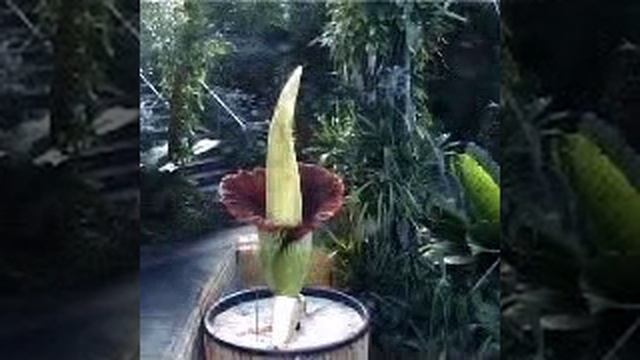 Titan Arum Timelapse - Kew Gardens 2003 смотреть онлайн
