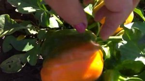 Перец Оранжевое чудо