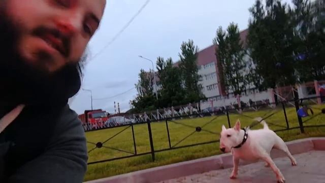 Очень страшные и опасные А самое главное злой бультерьер ахахахахахаха смотреть онлайн