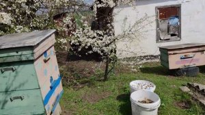 Когда пчеловоду делать пчелиные отводки ранней весной нужно ли спешить???