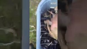 Перосъемная машина из стиральной машинки