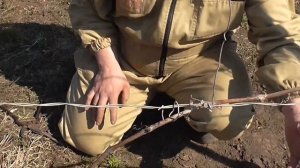 Как подвязывать виноград и подрезать неукрывной виноград.