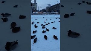 Нашествие уток в городе Новокузнецке.