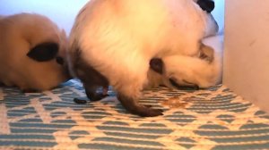 Брачные игры морских свинок