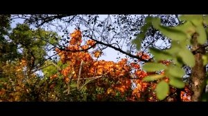 JVC Everio GZ-HM430 Video 1080i Full HD Test || Autumn 2014