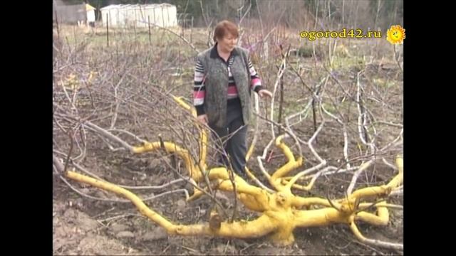 Чтобы яблони плодоносили