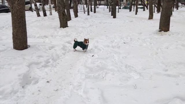 Риччи и Буся перетягивают сосиску. Собака Джек Рассел терьер. смотреть онлайн