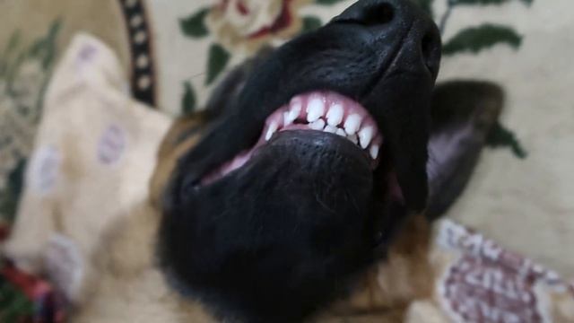 ДЕРБИ УЛЫБАЕТСЯ!!!ГОТОВИМСЯ К ФОТОСЕССИИ//ЛУЧШИЙ ЩЕНОК НЕМЕЦКОЙ ОВЧАРКИ.... смотреть онлайн