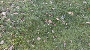 Мангал/Стартер для розжига угля/Шашлык на двоих?