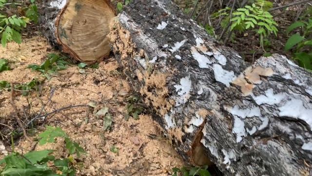 оз. Аракуль, не смогли встать с палаткой. Сунгуль часть 2 смотреть онлайн