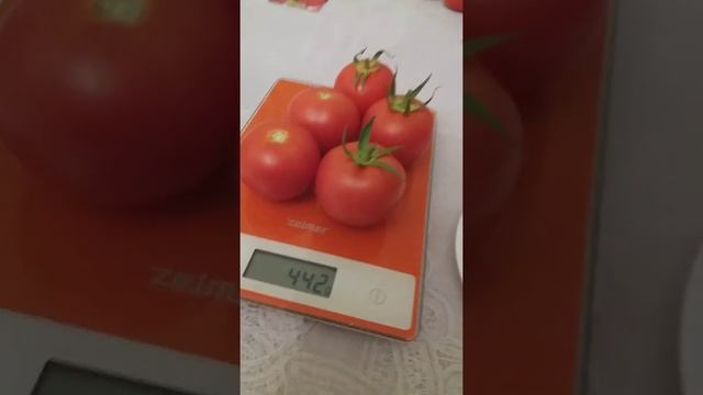 Томат Кохава f1. смотреть онлайн