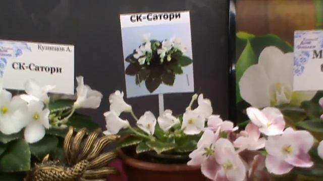 Выставка миниатюрных фиалок (сенполий),Самарский Дом Фиалки,январь 2018.