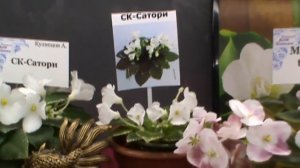 Выставка миниатюрных фиалок (сенполий),Самарский Дом Фиалки,январь 2018.