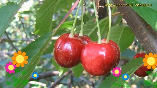Вишня Заря Татарии. Краткий обзор, описание характеристик prunus cerasus Zarya Tatarii смотреть онлайн