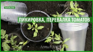 Пикировка, перевалка, пересадка рассады томатов. Важные моменты. Выращивание рассады томатов